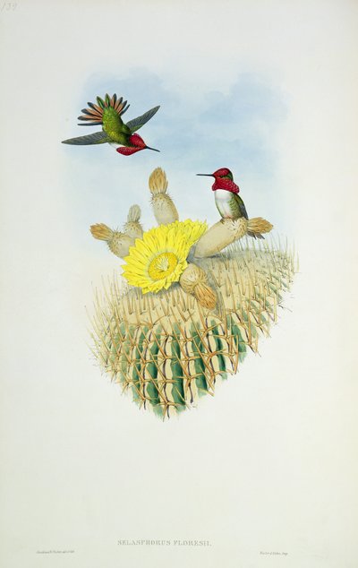 Colibri, gravé par Walter et Cohn - John Gould