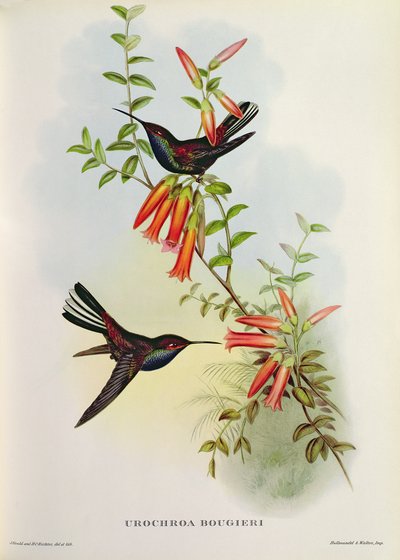 Urochroa Bougieri - John Gould