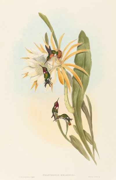 Calothorax heliodori - John Gould and H.C. Richter