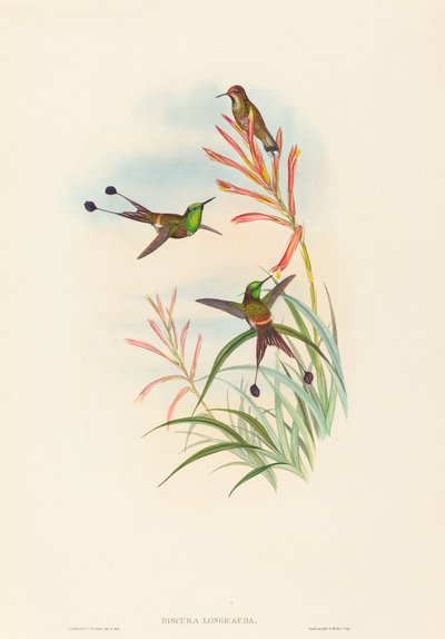 Discura longicauda (Queue en raquette) - John Gould and H.C. Richter