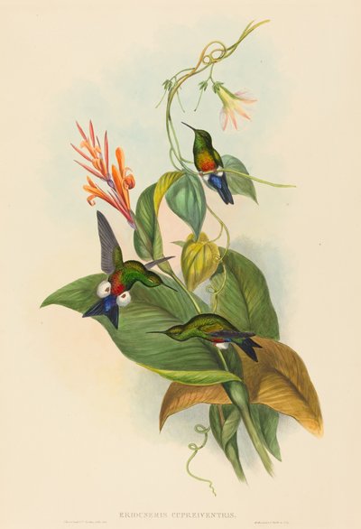 Eriocnemis cupreiventris (Puff-Leg cuivré) - John Gould and H.C. Richter