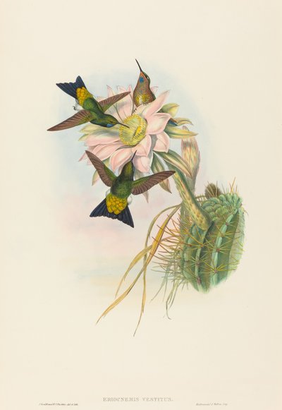 Eriocnemis vestitus (Puff-Leg lumineux) - John Gould and H.C. Richter