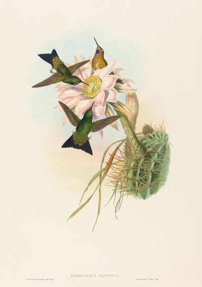 Eriocnemis vestitus (Puff-Leg lumineux) - John Gould and H.C. Richter