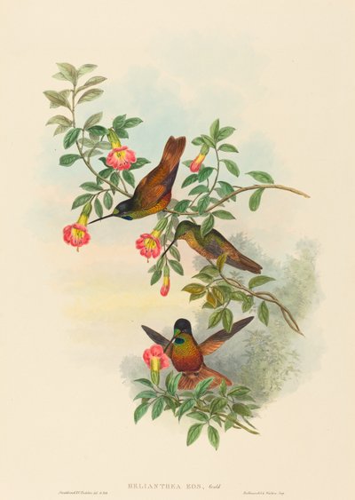 Helianthea eos (Front doré) - John Gould and H.C. Richter