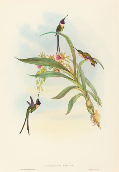 Tharmastura enicura (Queue fine) - John Gould and H.C. Richter