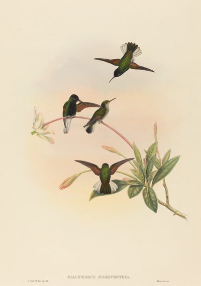 Callipharus nigriventris (Colibri à ventre noir) - John Gould and W. Hart