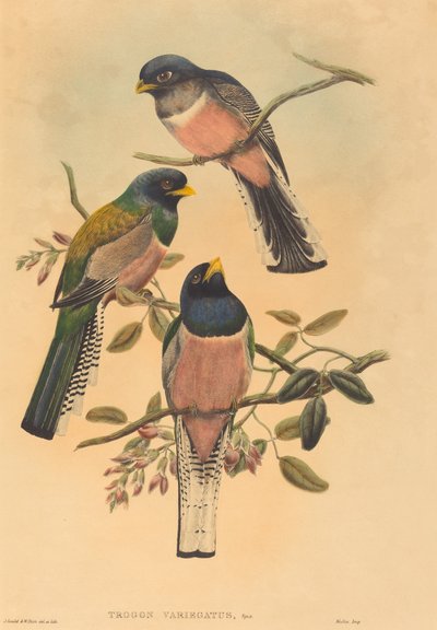 Trogan varié - John Gould and W. Hart