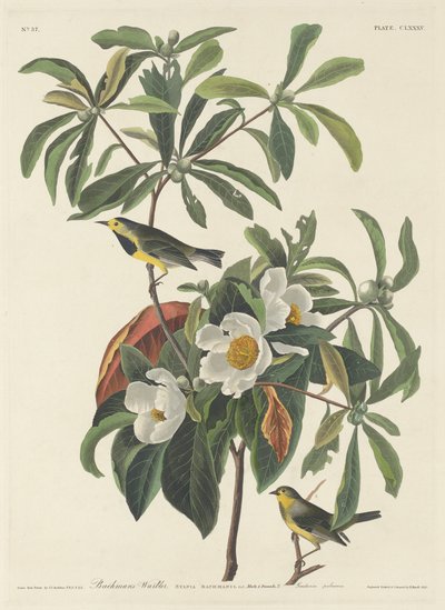 Paruline de Bachman - John James (after) Audubon