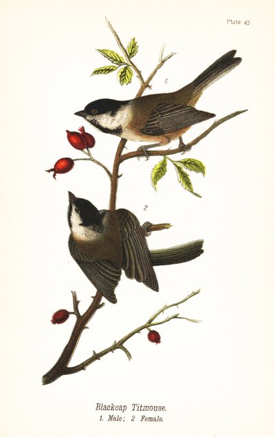 Mésange à tête noire, Poecile atricapillus - John James (after) Audubon