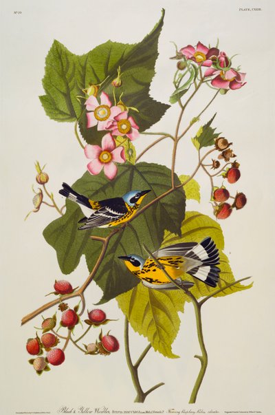 Paruline noire et jaune. Paruline à tête cendrée - John James Audubon