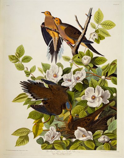 Tourterelle de Caroline. Tourterelle triste - John James Audubon