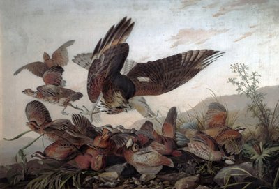 Faucons attaquant des perdrix, 1826 - John James Audubon