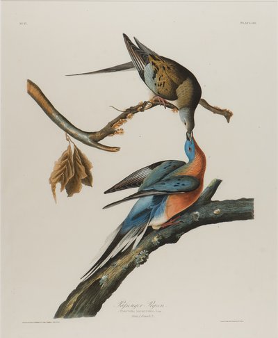 Pigeon migrateur, 1827-1838 - John James Audubon