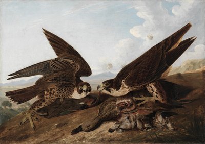 Faucons Pèlerins (Faucons des Canards) - John James Audubon