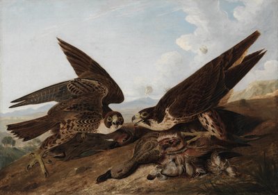 Faucons pèlerins - John James Audubon