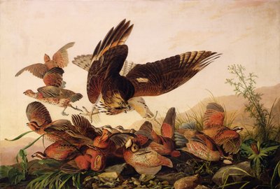 Faucon à Épaules Rouges Attaquant des Perdrix de Virginie, 1827 - John James Audubon