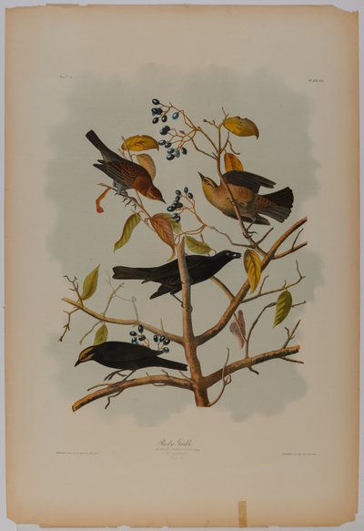 Grackle rouillé - John James Audubon