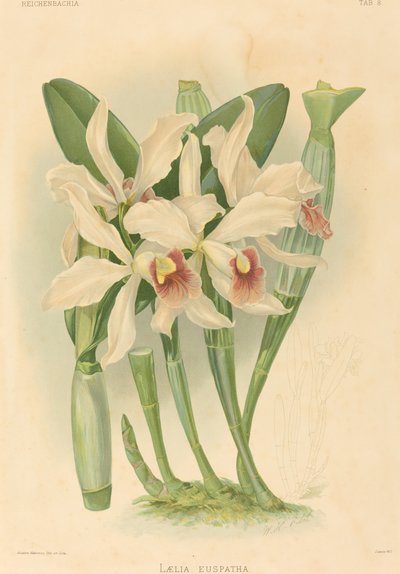 Laelia Euspatha - Joseph Mansell