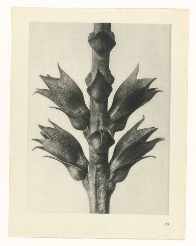 Étude de plante (série Urformen der Kunst) - Karl Blossfeldt