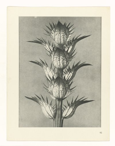 Étude de plante (série Urformen der Kunst) - Karl Blossfeldt