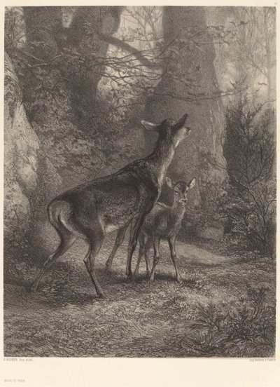 Biche et faon - Karl Bodmer