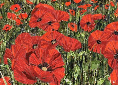 Champ de coquelicots - Kirstie Adamson