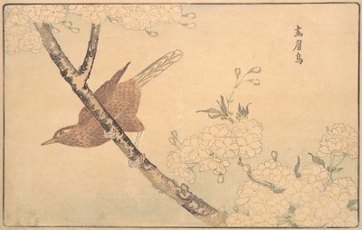 La Grive grise, 1789 - Kitao Masayoshi