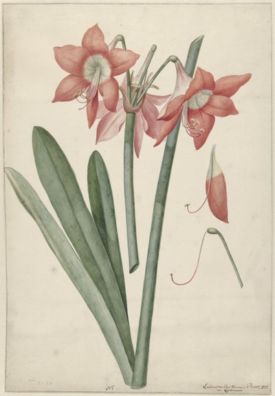 Amaryllis Haworthia Margaritiferas - Laurens Jacobsz. van der Vinne