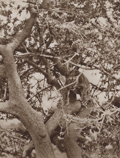 Parmi les branches, une étude féline - Marcuswell Maxwell