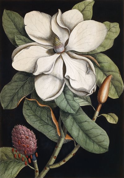 Arbre de laurier, 1731-1743 - Mark Catesby