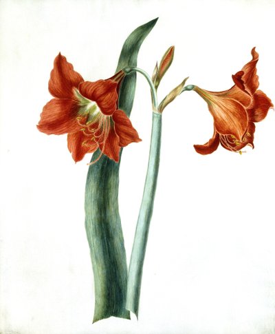 Amaryllis - Martha Tuthill