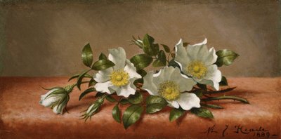 Roses Cherokee - Martin Johnson Heade