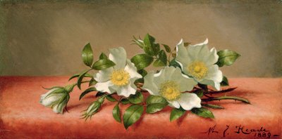 Roses Cherokee, 1889 - Martin Johnson Heade