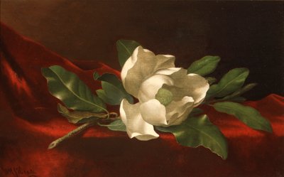 Magnolia - Martin Johnson Heade