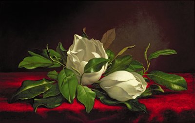 Magnolia - Martin Johnson Heade