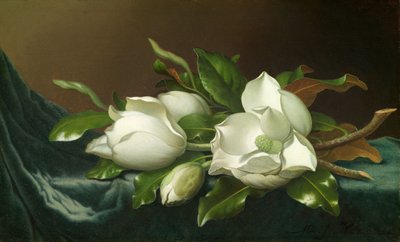 Magnolias sur tissu de velours bleu clair - Martin Johnson Heade