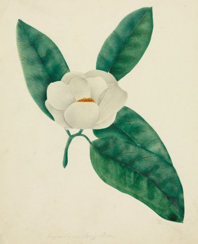 Magnolia - Mary Altha Nims