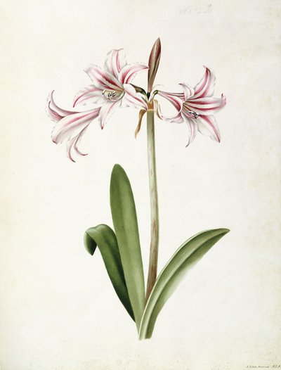 (Amaryllis) Vittata Formosa - Mary Elizabeth Rosenberg