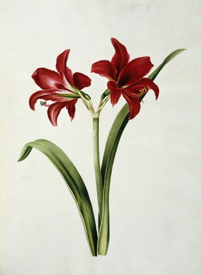 Amaryllis Rouge - Mary Elizabeth Rosenberg