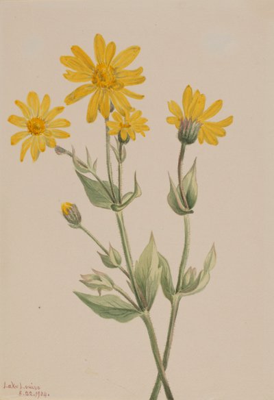 Arnica, 1904 - Mary Vaux Walcott