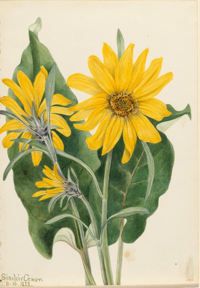 Balsamorhiza sagittata, 1923 - Mary Vaux Walcott