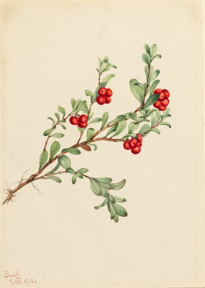 Busserole Arctostaphylos uva-ursi, 1916 - Mary Vaux Walcott