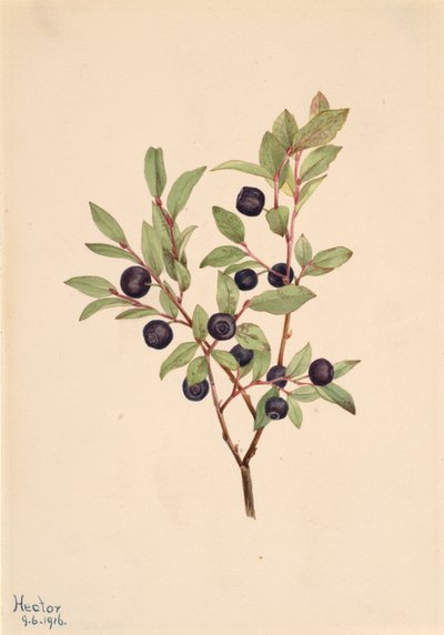 Grande Myrtille Vaccinium membranaceum - Mary Vaux Walcott