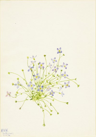 Bluets - Mary Vaux Walcott