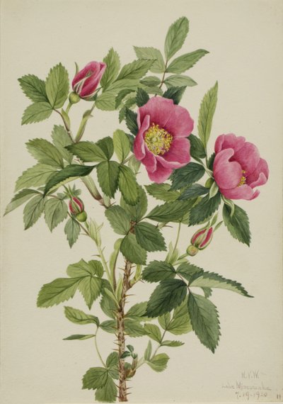 Rose de Bourgeau Rosa bourgeauiana, 1920 - Mary Vaux Walcott