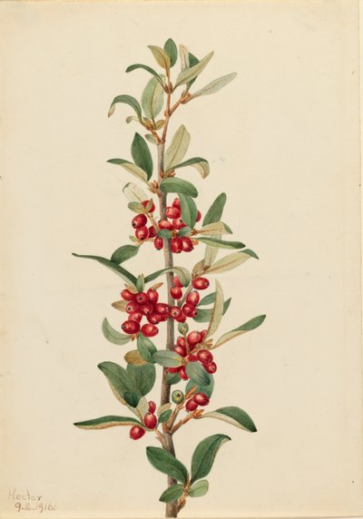 Canada Buffaloberry Lepargyrea canadensis, 1916 - Mary Vaux Walcott