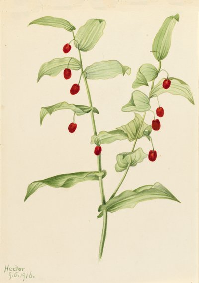 Streptope à feuilles embrassantes Streptopus amplexifolius, 1916 - Mary Vaux Walcott