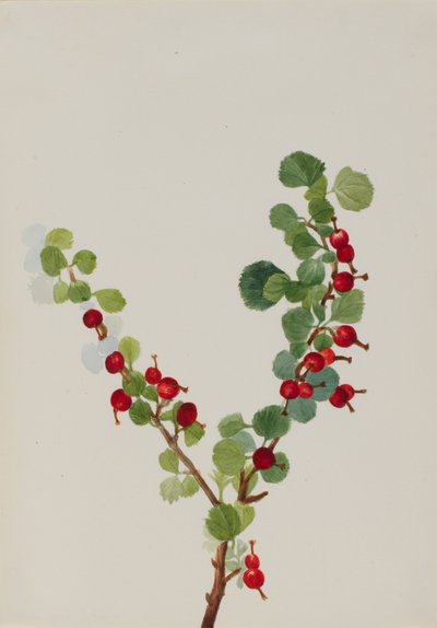 Groseille inachevée Ribes species - Mary Vaux Walcott