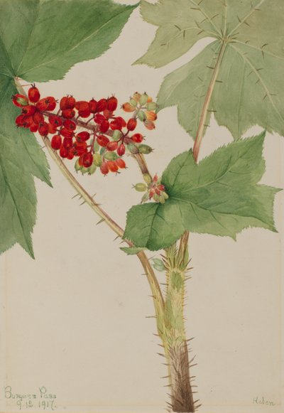 Panax diabolique Echinopanax horridum, 1917 - Mary Vaux Walcott