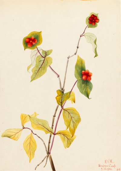 Chèvrefeuille de Douglas Lonicera glaucescens - Mary Vaux Walcott